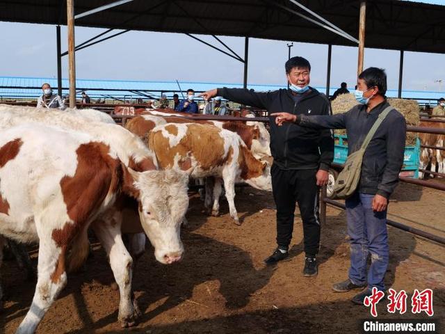 “牛专家”带活牛产业 内蒙古养牛人过上“牛”日子