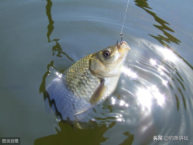 鱼也知冷知热，这些水温最易上鱼，许多钓友不知道，难怪总空军