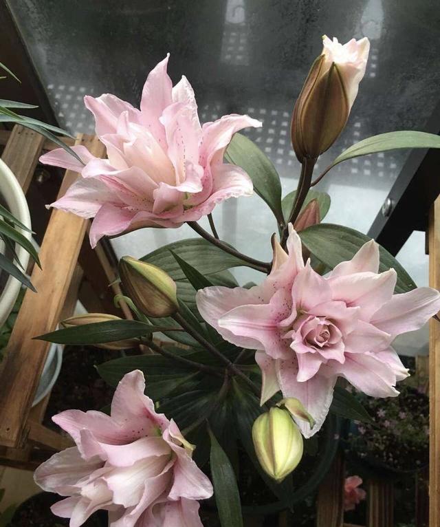 百合花开完后别扔，1个简单的方法，一棵养出十几盆，漂亮芳香