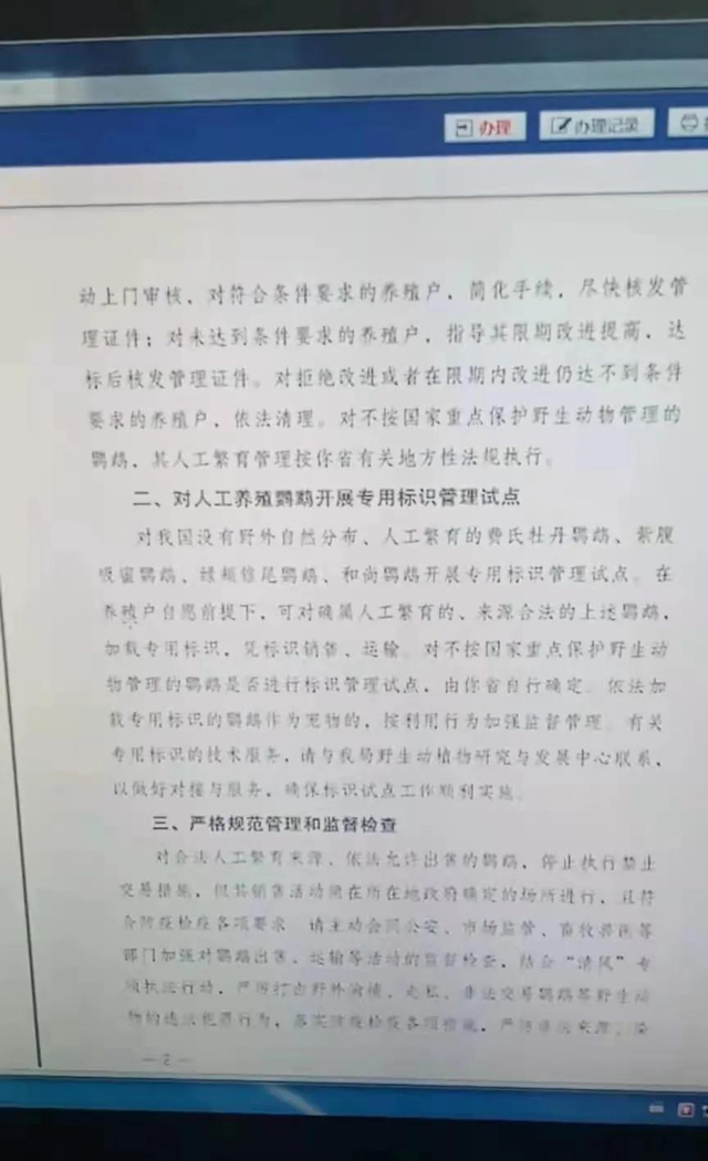 好消息！河南省开展鹦鹉标识试点，人工繁育这四种鹦鹉可合法出售