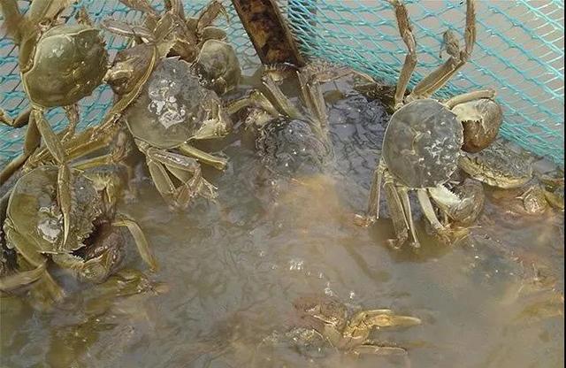 对于河蟹养殖来说，做好冬季池塘管理是一年养殖的开始，不得马虎
