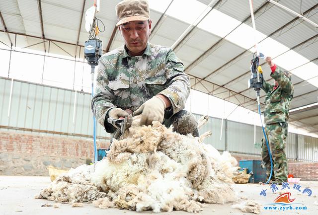 肃南：60多万只高山细毛羊换夏装