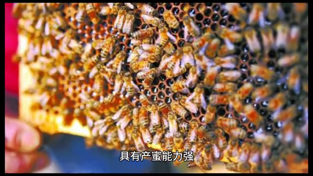 蜜蜂种类有哪些？——蜜蜂养殖全攻略