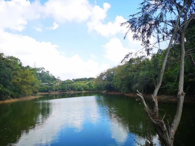 鹏城风致 深圳平湖生态园