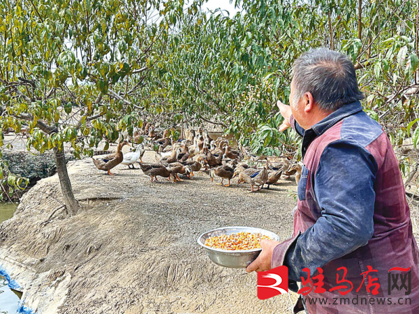 养殖“水田鸭” 致富顶呱呱