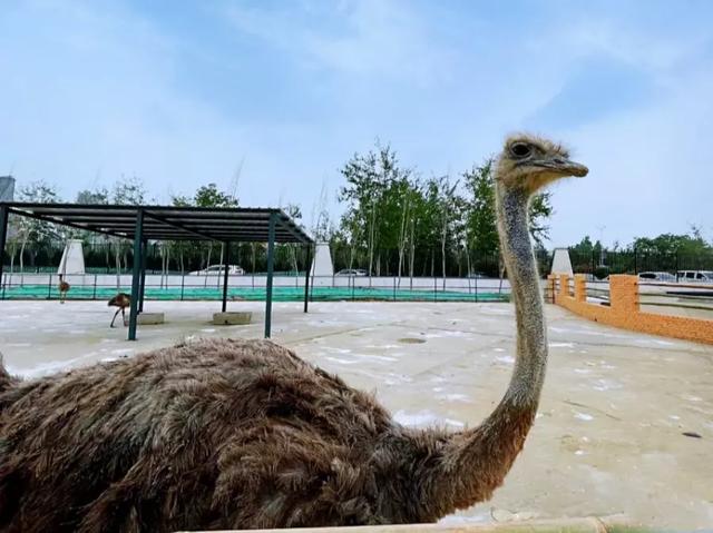 邯郸部分景点免费！五一遛娃神地来啦