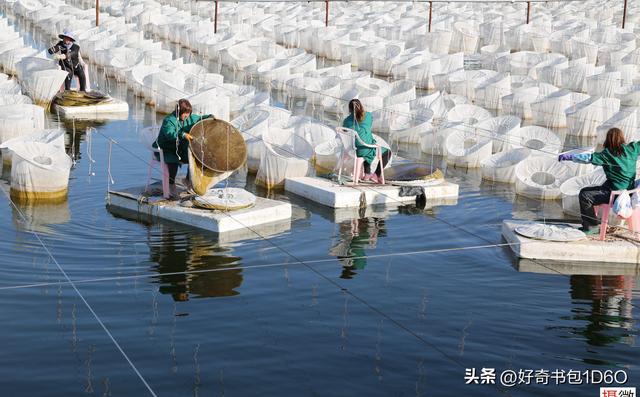 90后退伍兵带领村民养蚂蟥，每公斤上千元，年产量近4吨