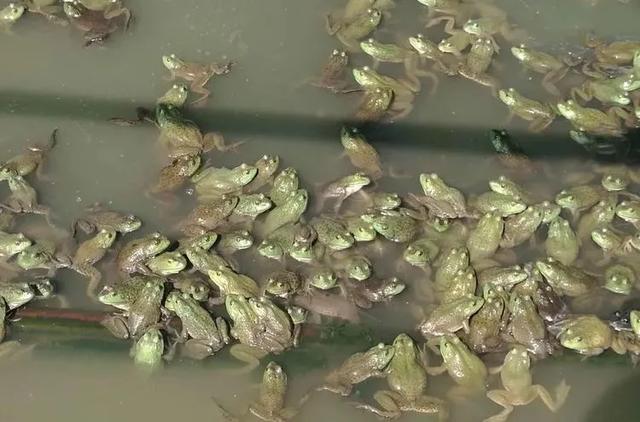 牛蛙掀起整改风暴，现在养殖牛蛙有风险吗？给犹豫不决的你建议