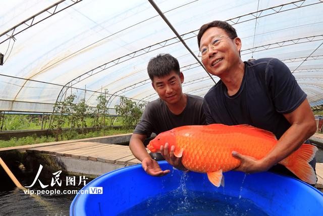 山东荣成：锦鲤养殖促增收