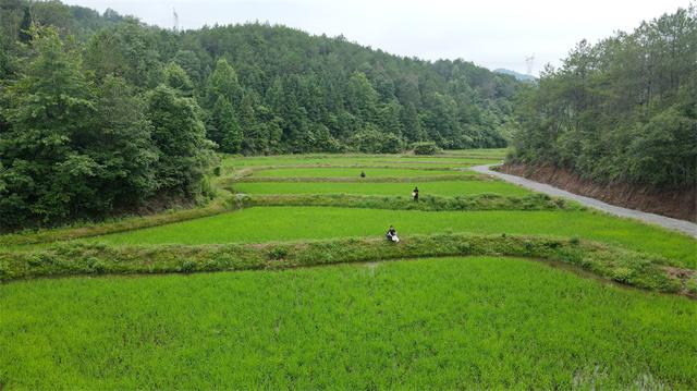 江西广昌：稻田放鱼促增收