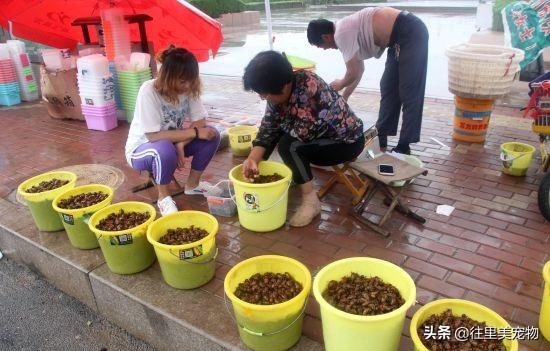 它俗名叫做知了猴，是很多人童年的记忆，现在已经身价暴涨