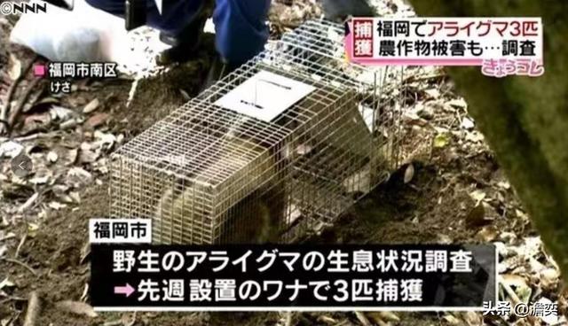 乱养乱扔宠物的教训：日本泛滥的浣熊，破坏性超过了野猪