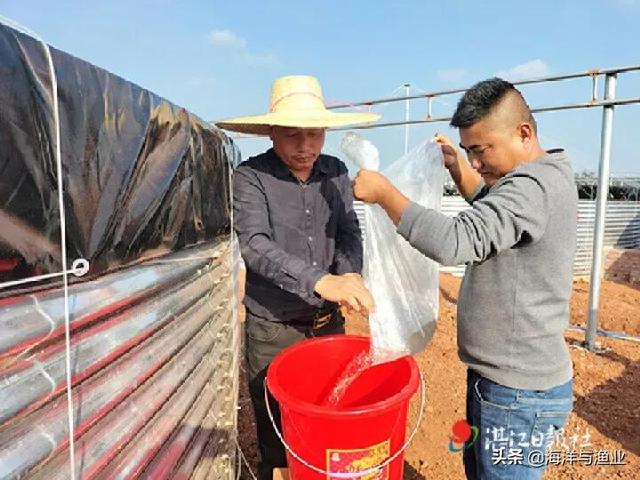 铁桶？大棚？湛江这里用盐碱地养虾……