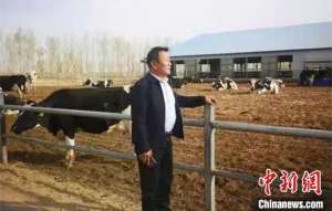 内蒙古肉羊养殖场(“牛专家”带活牛产业 内蒙古养牛人过上“牛”日子)