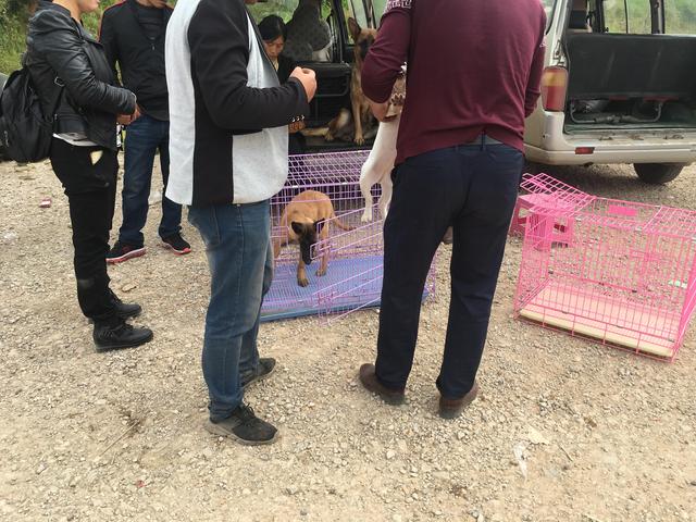 马犬市场不景气，商贩一再让步仍旧无人问津，无奈当肉狗处理！