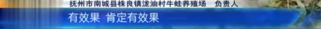 抚州南城：村里有家牛蛙养殖场 村民烦恼不断