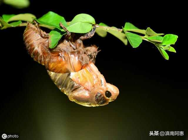 养蝉带来经济效益，细节管理影响孵化率和成蝉率，蝉户要重视细节