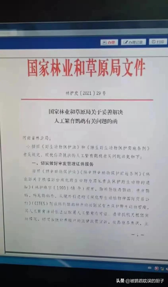 好消息！河南省开展鹦鹉标识试点，人工繁育这四种鹦鹉可合法出售