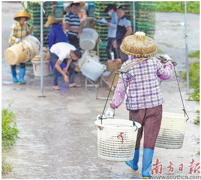 湛江市海上对虾养殖是重要支柱产业，让你感受到湛江美食海鲜之都