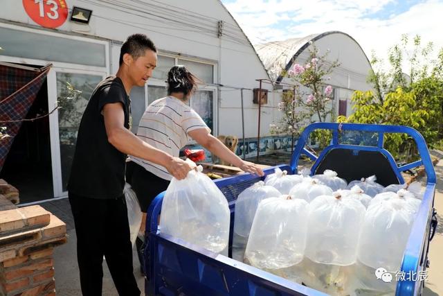 太美啦！200多种观赏鱼！带你一探华北地区最大的观赏鱼养殖基地~