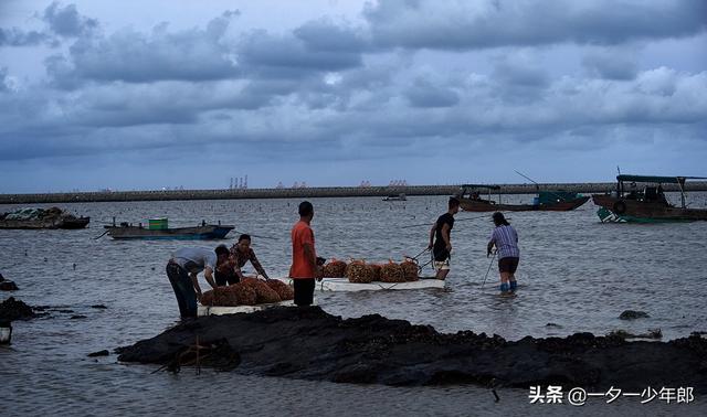 傍晚赶海，“巧遇”渔民海里放海螺，原来海螺是这样养殖的