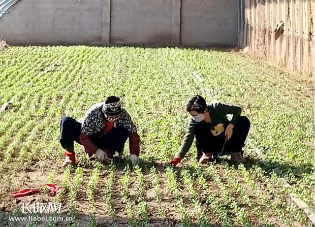 河北香河：防疫生产两不误 巾帼基地复工忙