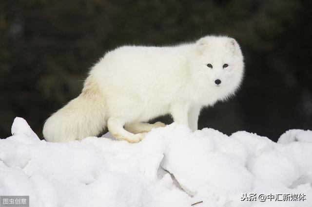 狐狸疫苗的使用要点