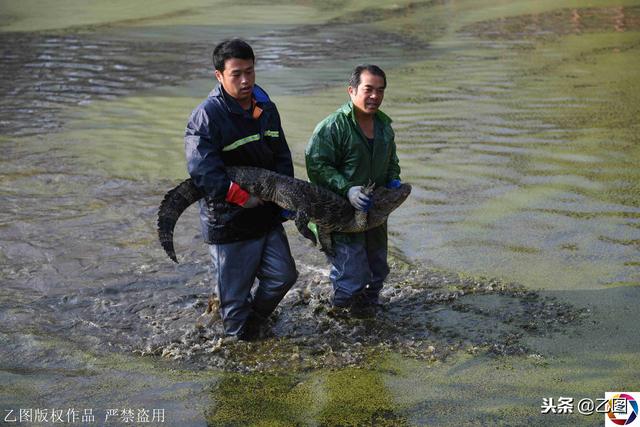 人工繁殖扬子鳄40年，从212条增加到1.5万条，每年上演抓捕大战