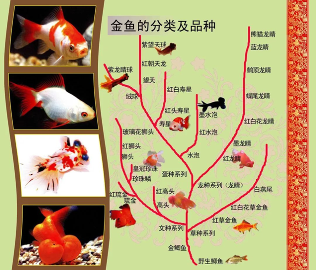 行进中的科学｜柔柔弱弱，霸占传统年画C位许多年！一起去杭州动物园，看金鱼