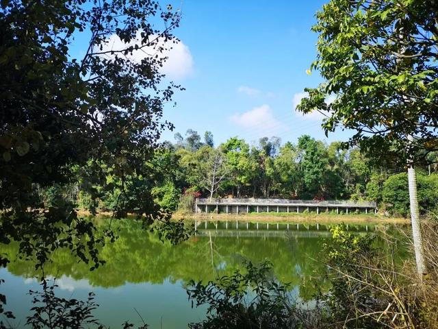 鹏城风致 深圳平湖生态园