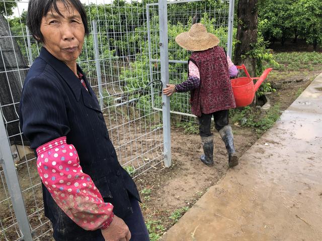 上海崇明：几百位老农每天下田抓蚯蚓，赚的竟比开滴滴的儿子还多？