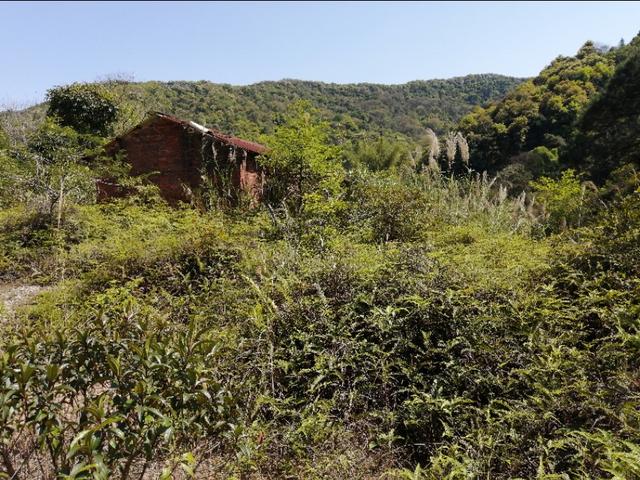 白云区钟落潭农场出租 独院有房子空地 鱼塘等