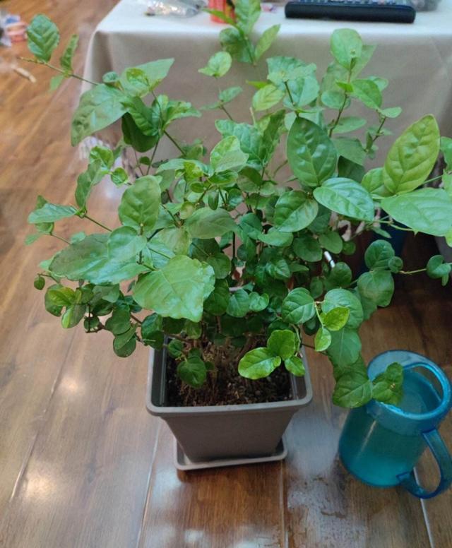 养茉莉花，就用“2招”，一株开花400朵，花香满屋，长叶又开花