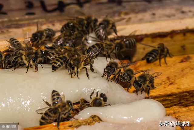 意蜂养殖，刚分蜂群需要饲喂吗？如何管理？老蜂农：3种方法解决