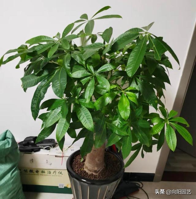 发财树为啥养不好？全程阴养，多喷水，别晒太阳，基本不会死