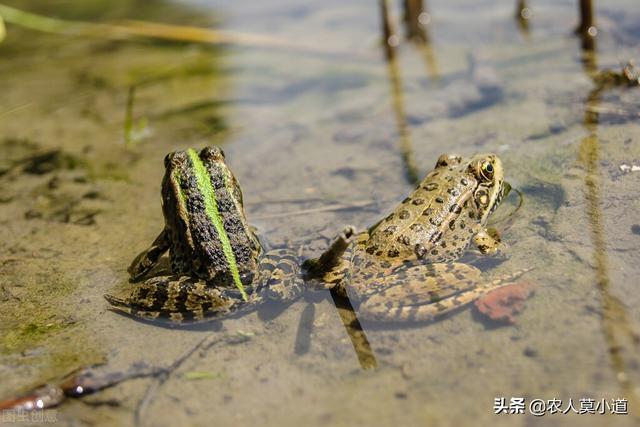 青蛙养殖今年会大赚，你准备好了吗？需要注意哪些问题呢？