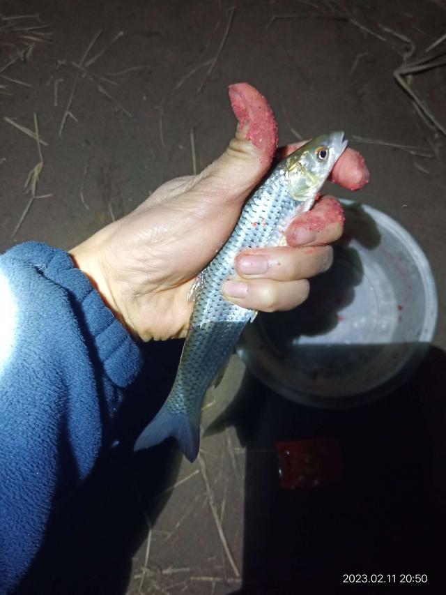 野生大红板鲫，今年红红火火！