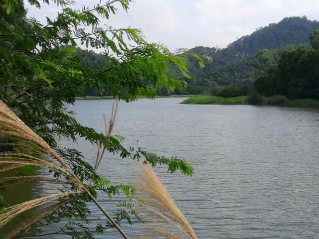 鹏城风致 深圳平湖生态园