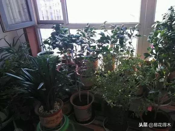 茶花的北方冬天养护和选购注意事项