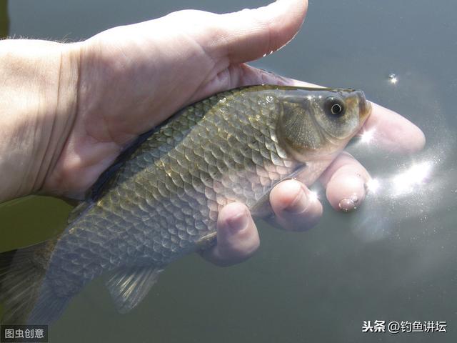 鱼也知冷知热，这些水温最易上鱼，许多钓友不知道，难怪总空军