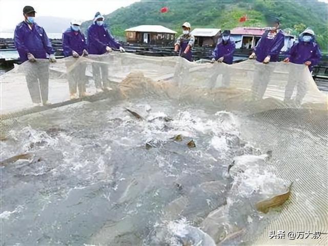 日本核废水入海，海鲜不能吃了咋办？我国已在用盐碱水养殖海水鱼