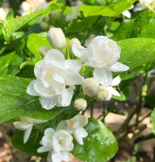 室内栽培茉莉花，注意4点，四季开花不间断，芳香四溢