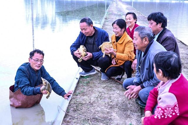 潢川：甲鱼养殖 助力乡村振兴