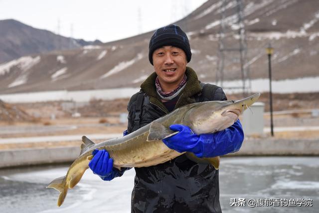 为什么冷水鱼好吃？好吃又常见的冷水鱼，其中有两种还很容易垂钓