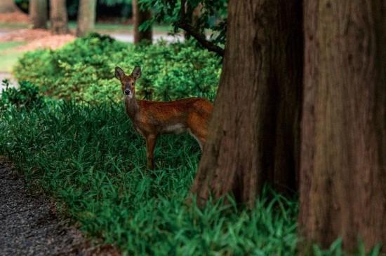 促进生物野外种群恢复，它们被放归重回故里！