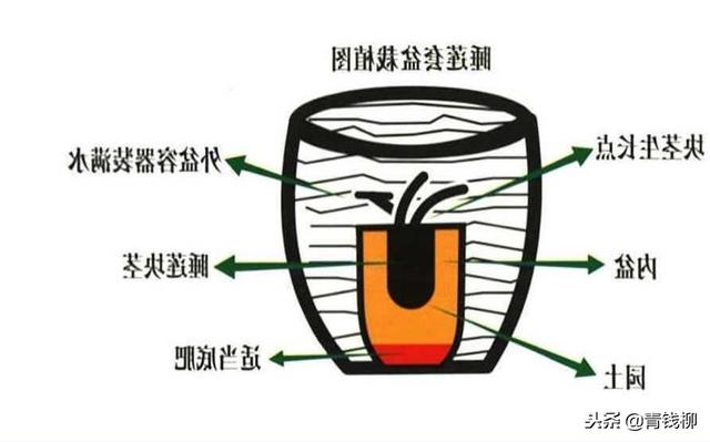 盆景碗莲睡莲的栽植技术