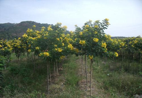 黄花槐种植技术介绍