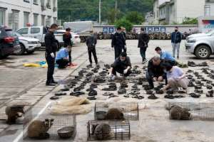 宜宾豪猪养殖(四川夫妻以服装店为掩护收售野生动物，警方搜出保护动物369只)