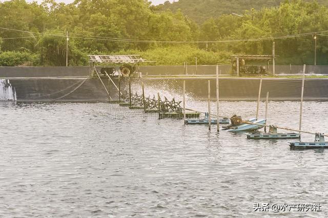 水产养殖是暴利行业吗？白对虾行情怎么样？