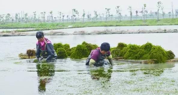 小龙虾养殖水草知识大全！水草在小龙虾养殖中不可替代的作用